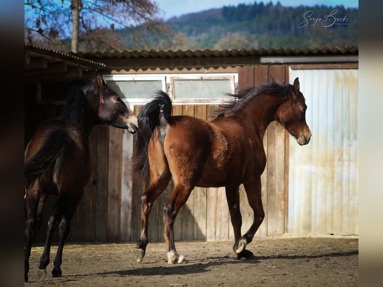 Arabian horses Gelding 2 years 14,3 hh Brown in Moosbach