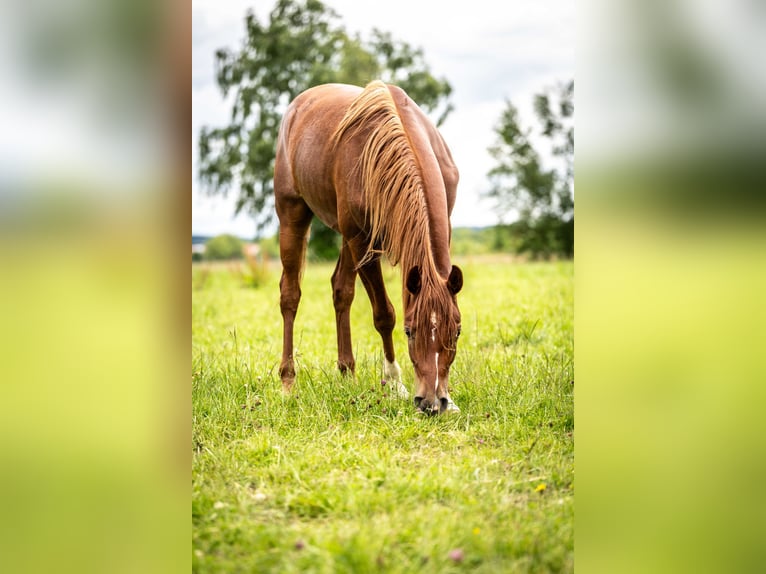 Arabian horses Gelding 2 years 14,3 hh Chestnut-Red in Herzberg am Harz