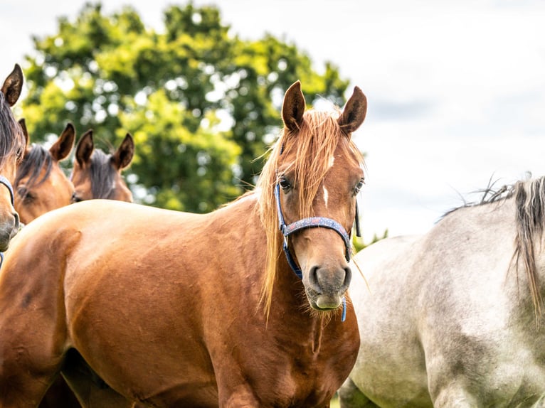 Arabian horses Gelding 2 years 14,3 hh Chestnut-Red in Herzberg am Harz