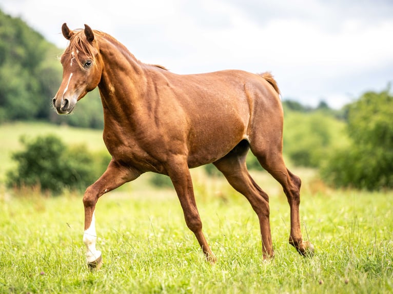 Arabian horses Gelding 2 years 14,3 hh Chestnut-Red in Herzberg am Harz