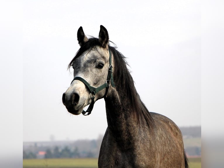 Arabian horses Gelding 2 years 14,3 hh Gray-Dapple in Kehl