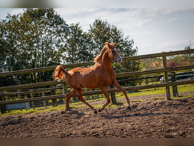 Arabian horses Gelding 2 years 14,1 hh Chestnut-Red in Brecht
