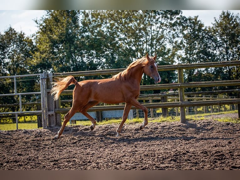 Arabian horses Gelding 2 years 14,1 hh Chestnut-Red in Brecht