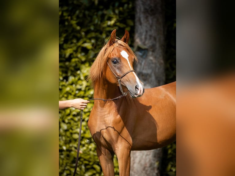Arabian horses Gelding 2 years 14,1 hh Chestnut-Red in Brecht