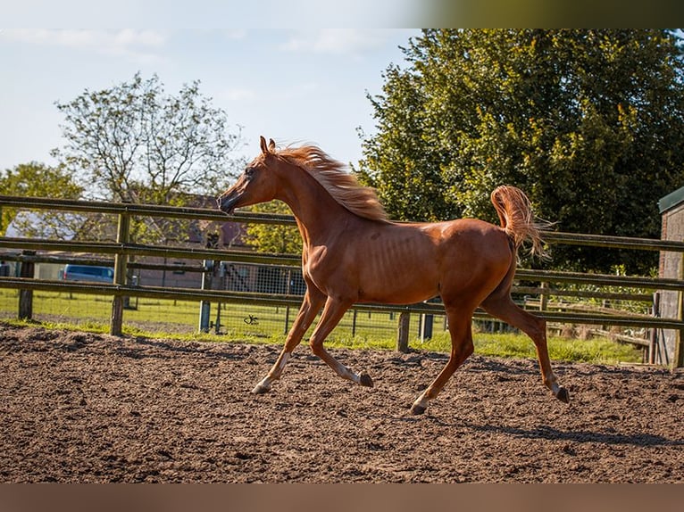 Arabian horses Gelding 2 years 14,1 hh Chestnut-Red in Brecht