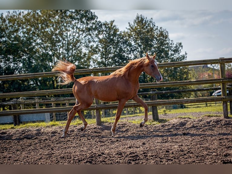 Arabian horses Gelding 2 years 14,1 hh Chestnut-Red in Brecht