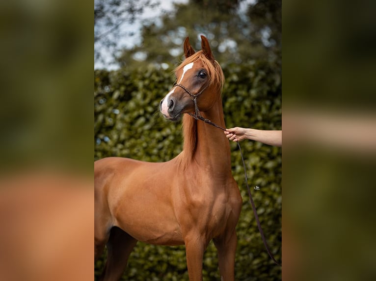 Arabian horses Gelding 2 years 14,1 hh Chestnut-Red in Brecht