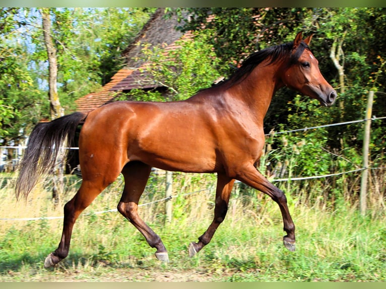 Arabian horses Gelding 2 years 14,2 hh Bay-Dark in Kehl