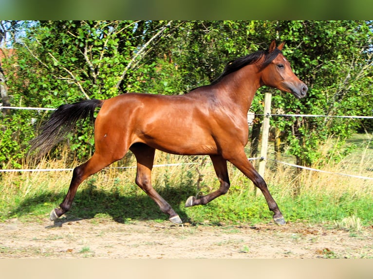 Arabian horses Gelding 2 years 14,2 hh Bay-Dark in Kehl