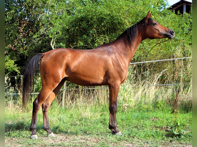 Arabian horses Gelding 2 years 14,2 hh Bay-Dark in Kehl