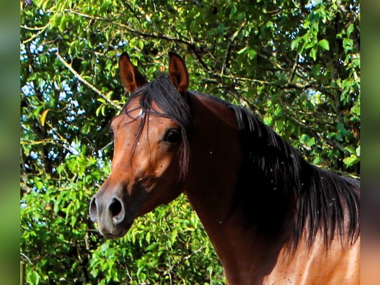 Arabian horses Gelding 2 years 14,2 hh Bay-Dark in Kehl