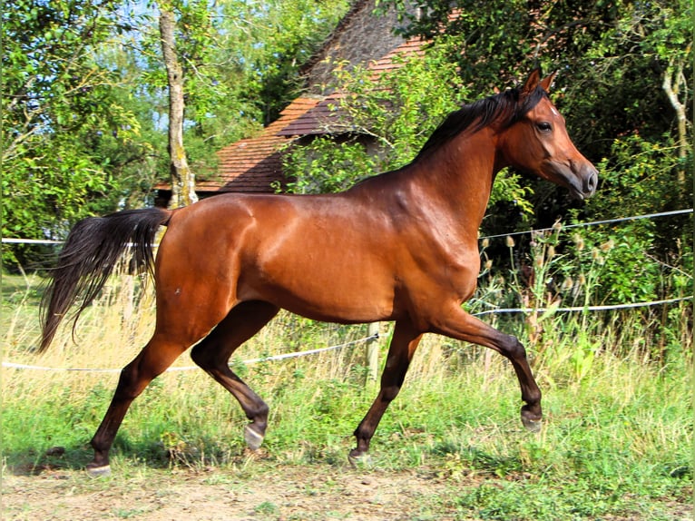 Arabian horses Gelding 2 years 14,2 hh Bay-Dark in Kehl