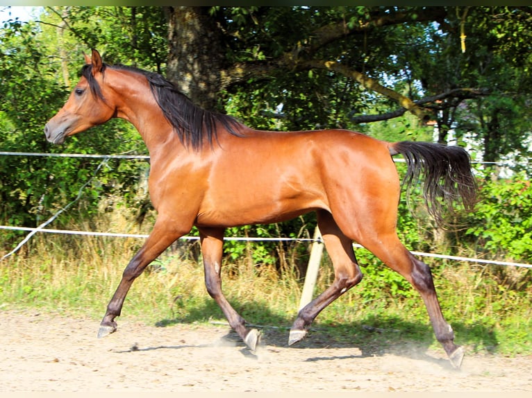 Arabian horses Gelding 2 years 14,2 hh Bay-Dark in Kehl