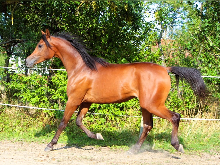 Arabian horses Gelding 2 years 14,2 hh Bay-Dark in Kehl