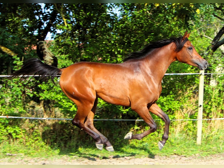 Arabian horses Gelding 2 years 14,2 hh Bay-Dark in Kehl