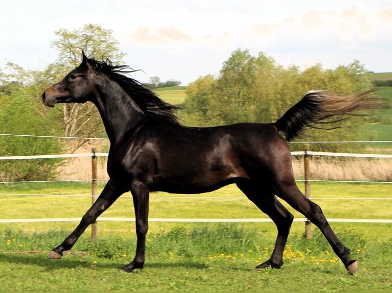 Arabian horses Gelding 2 years 15,1 hh Bay-Dark in Reutenbourg