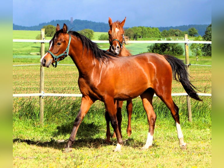 Arabian horses Gelding 2 years 15.1 hh Brown in Kehl