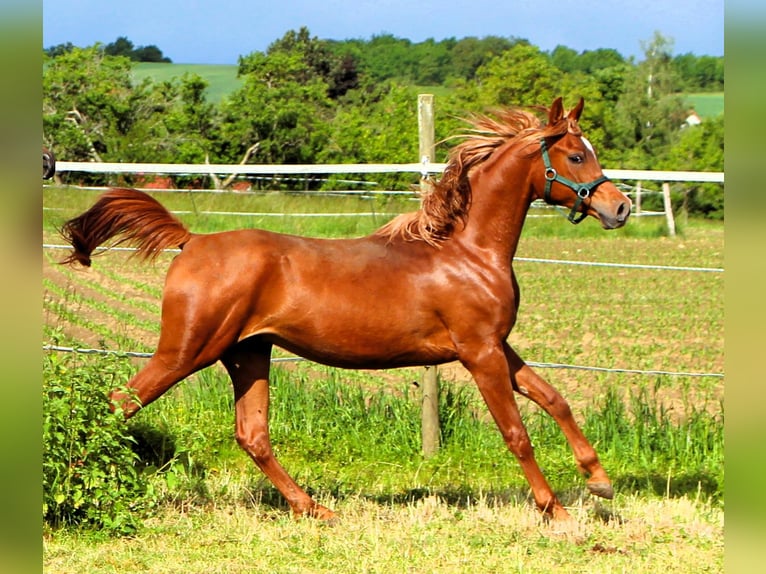Arabian horses Gelding 2 years 15.1 hh Chestnut-Red in Kehl