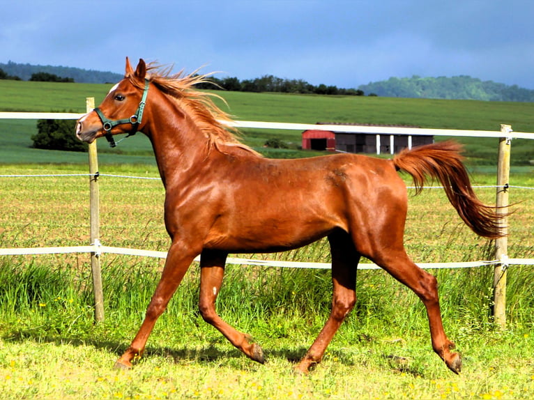Arabian horses Gelding 2 years 15.1 hh Chestnut-Red in Kehl