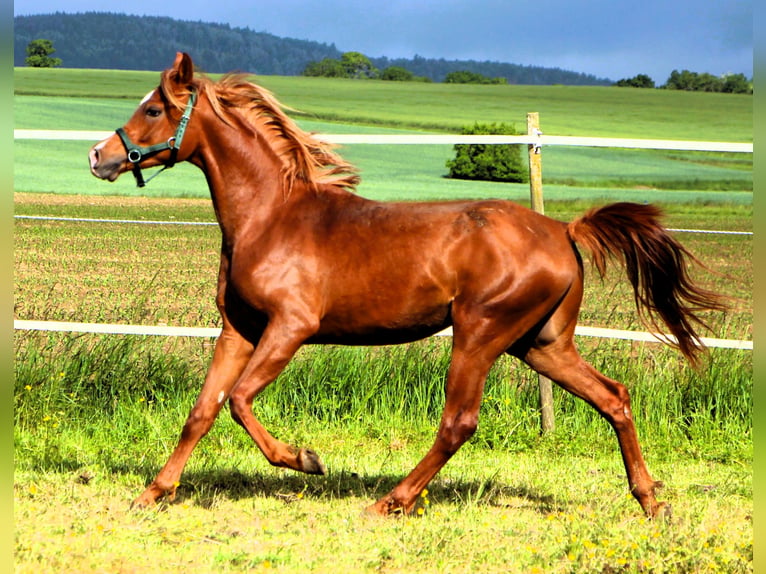 Arabian horses Gelding 2 years 15.1 hh Chestnut-Red in Kehl