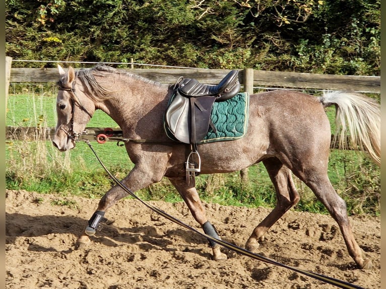 Arabian horses Gelding 2 years 15,1 hh Gray-Fleabitten in Boutersem