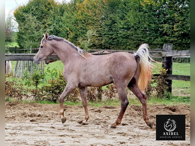 Arabian horses Gelding 2 years 15,1 hh Gray-Fleabitten in Boutersem