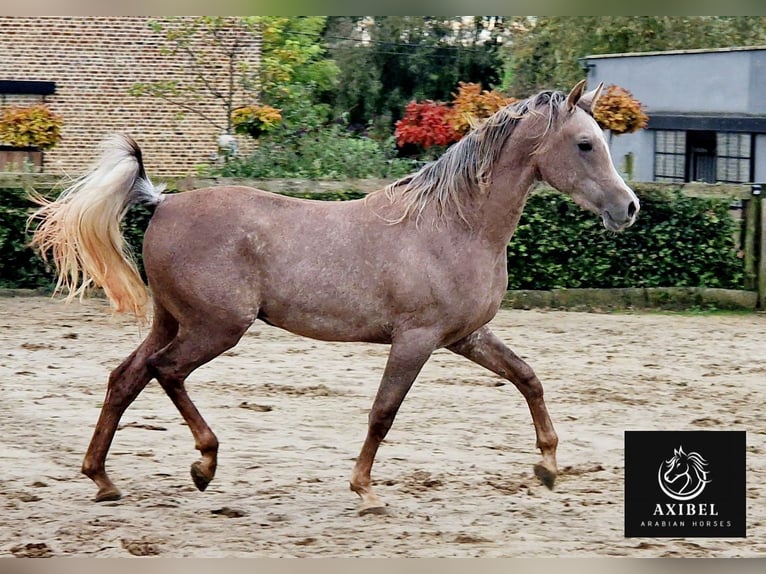 Arabian horses Gelding 2 years 15,1 hh Gray-Fleabitten in Boutersem