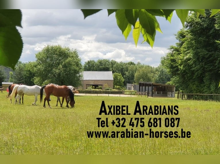 Arabian horses Gelding 2 years 15,1 hh Gray-Fleabitten in Boutersem