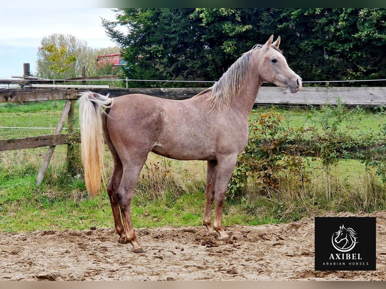 Arabian horses Gelding 2 years 15,1 hh Gray-Fleabitten in Boutersem