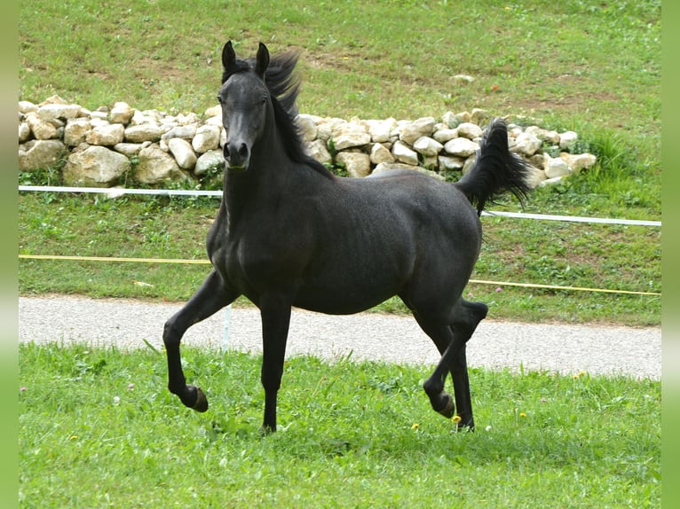 Arabian horses Gelding 2 years 15,1 hh Gray in Koprivnica