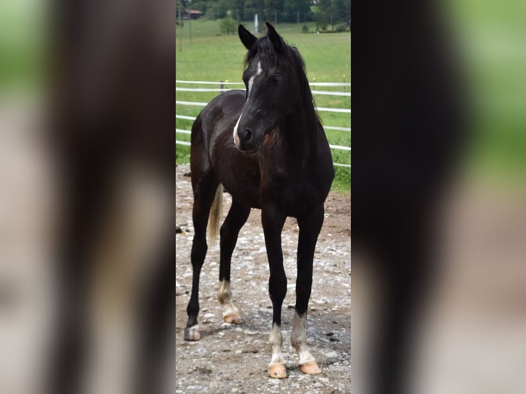 Arabian horses Gelding 2 years 15,2 hh Black in Peißenberg