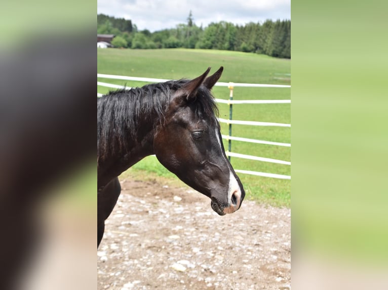 Arabian horses Gelding 2 years 15,2 hh Black in Peißenberg