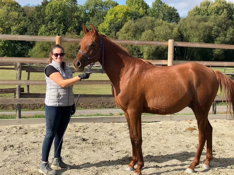 Arabian horses Gelding 2 years 15.2 hh Chestnut in Laurenan