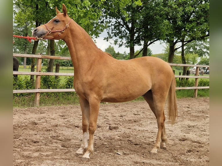 Arabian horses Gelding 2 years 15.2 hh Chestnut-Red in Kolham