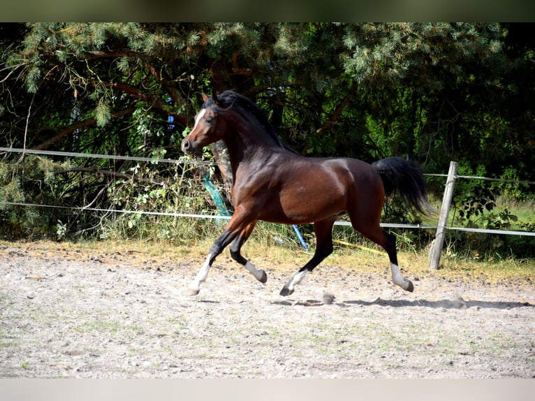 Arabian horses Gelding 2 years 15 hh Bay-Dark in Tuczępy