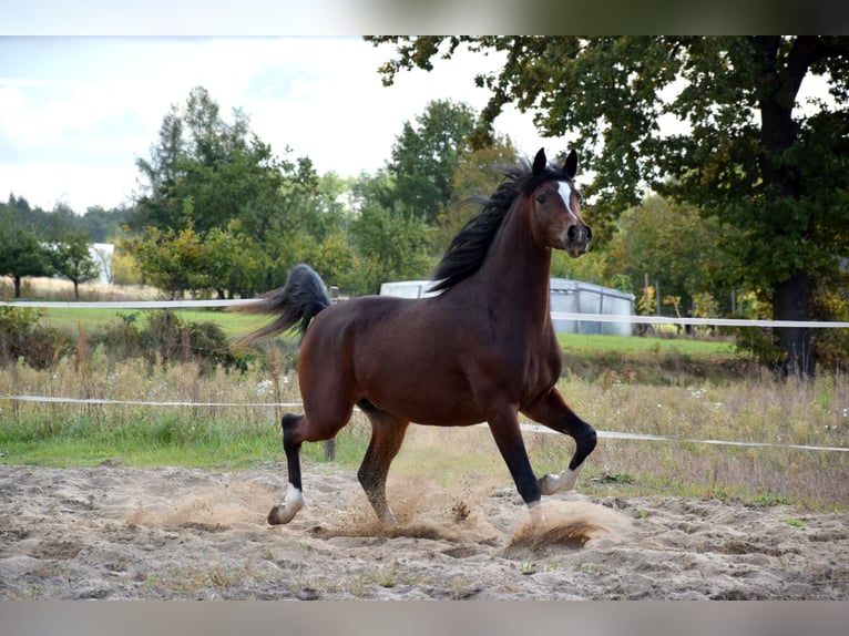 Arabian horses Gelding 2 years 15 hh Bay-Dark in Tuczępy