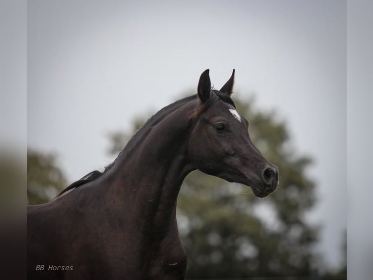 Arabian horses Gelding 2 years 15 hh Black in Pastetten