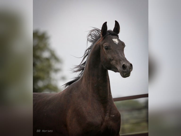 Arabian horses Gelding 2 years 15 hh Black in Pastetten