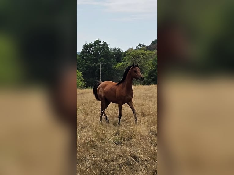 Arabian horses Gelding 2 years 15 hh Brown in Saulcy-sur-Meurthe