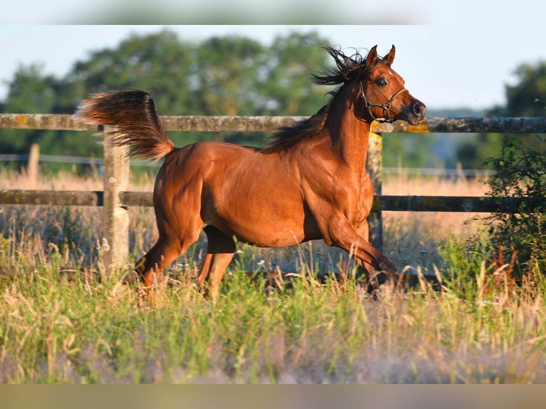 Arabian horses Gelding 2 years 15 hh Brown in Saulcy-sur-Meurthe