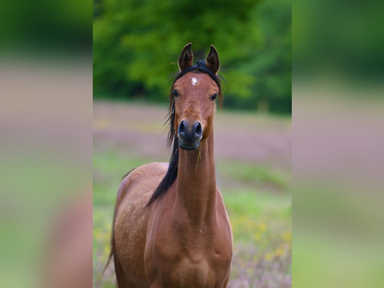 Arabian horses Gelding 2 years 15 hh Brown in Saulcy-sur-Meurthe