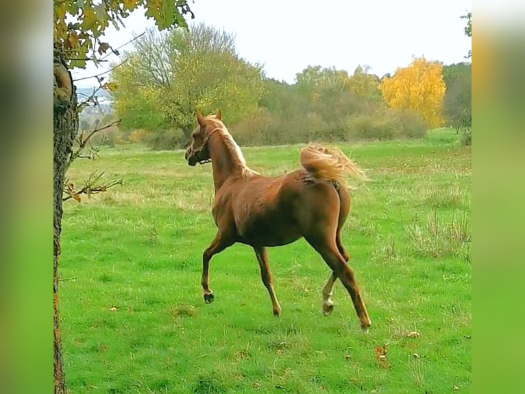 Arabian horses Gelding 2 years 15 hh Chestnut-Red in Kassel