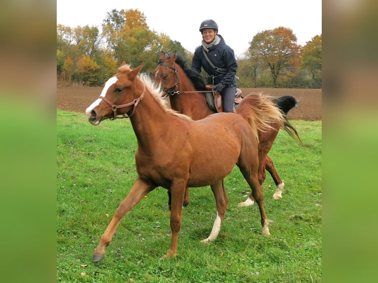 Arabian horses Gelding 2 years 15 hh Chestnut-Red in Kassel