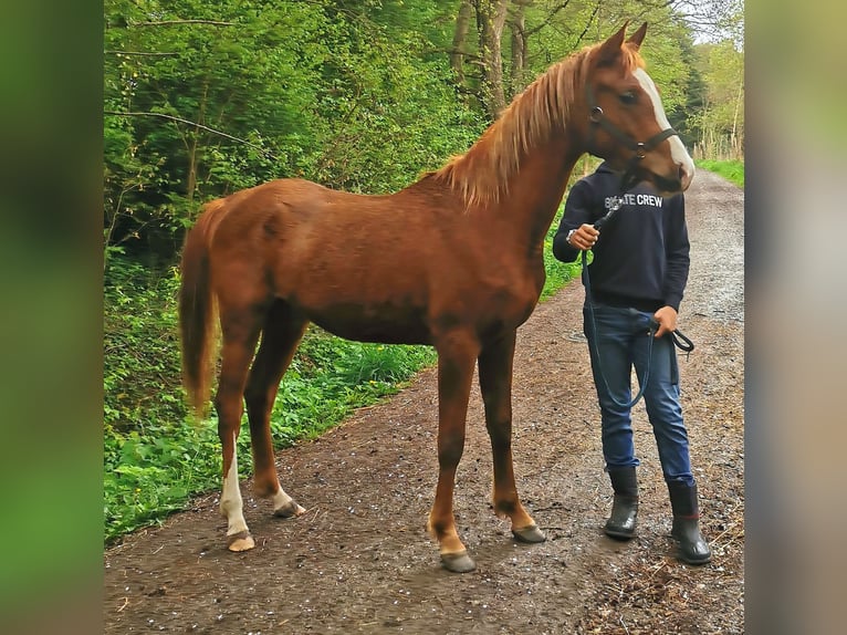 Arabian horses Gelding 2 years 15 hh Chestnut-Red in Kassel