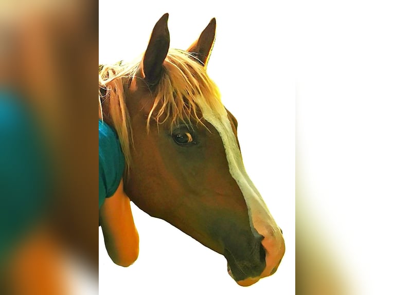 Arabian horses Gelding 2 years 15 hh Chestnut-Red in Kassel