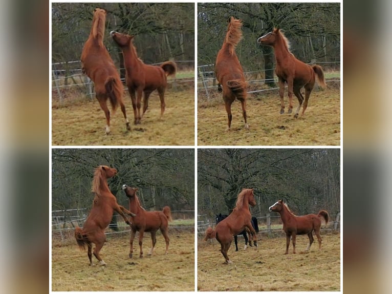 Arabian horses Gelding 2 years 15 hh Chestnut-Red in Kassel