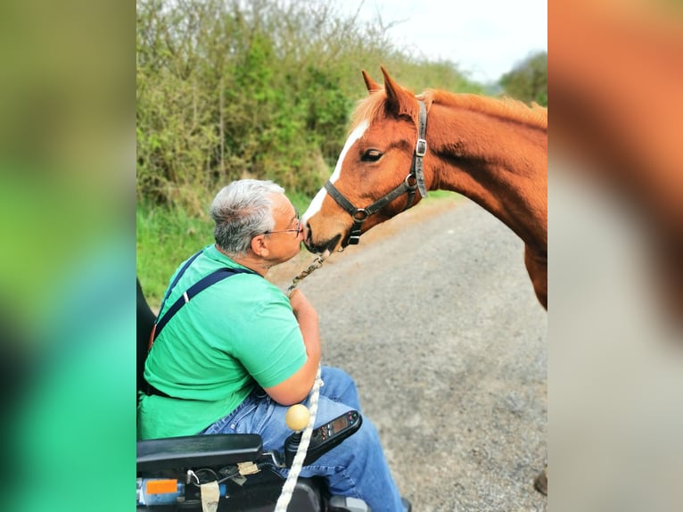 Arabian horses Gelding 2 years 15 hh Chestnut-Red in Kassel