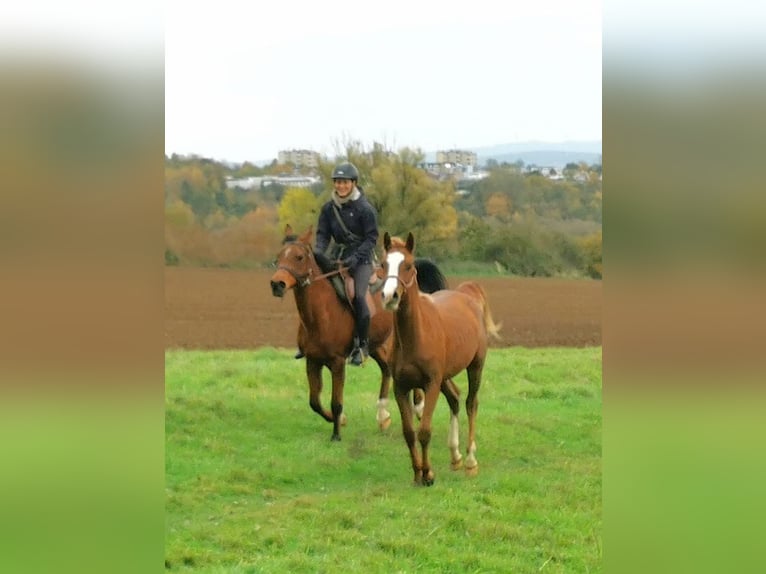 Arabian horses Gelding 2 years 15 hh Chestnut-Red in Kassel