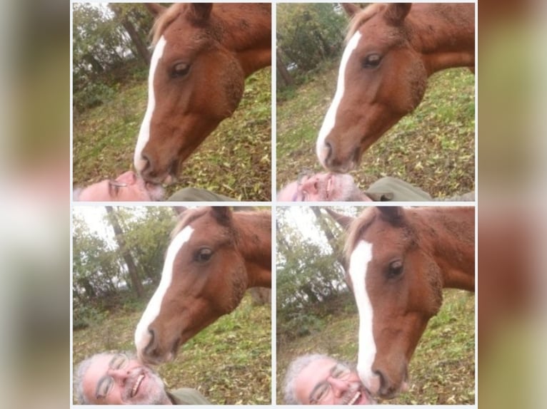 Arabian horses Gelding 2 years 15 hh Chestnut-Red in Kassel