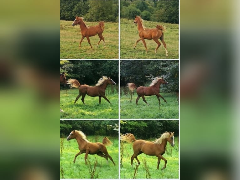 Arabian horses Gelding 2 years 15 hh Chestnut-Red in Kassel